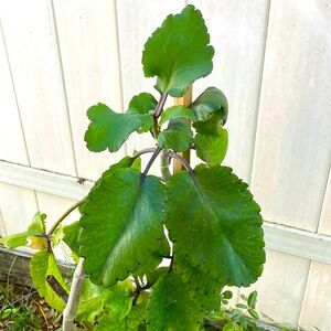 Mother of Thousands Kalanchoe 4” Potted Plant